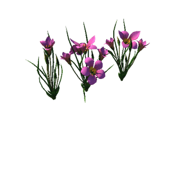 Flower Romulea subfistulosa5